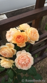 Crown Princess Margareta®