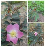 Rosa glauca Carmenetta