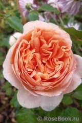 Abraham Darby