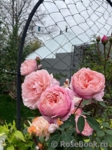 The Alnwick Rose