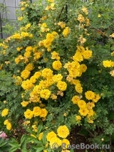 Persian Yellow