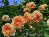 Crown Princess Margareta®