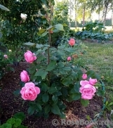 Gartenprinzessin Marie-Jose ®