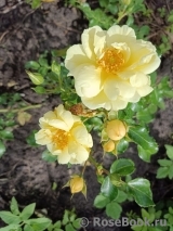 Sunny Rose