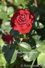 Deep Impression