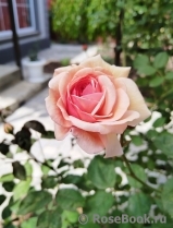 A Shropshire Lad