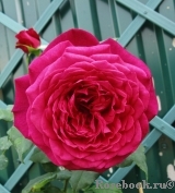 Johann Wolfgang von Goethe Rose®