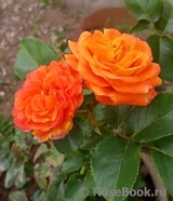 Orange Babyflor 