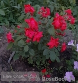 Black Forest Rose ®