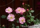 Lakeland Rose