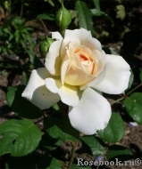 Crocus Rose® 