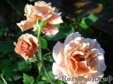 Julia's Rose