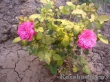 Sophy’s Rose 