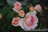 Abraham Darby