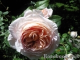 Abraham Darby