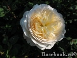 Crocus Rose® 