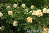 Crocus Rose® 