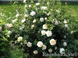 Crocus Rose® 