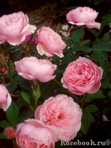 The Alnwick Rose