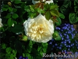 Crocus Rose® 