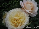 Crocus Rose® 