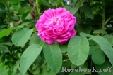 Rose de Rescht