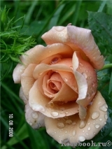 Julia's Rose