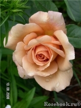 Julia's Rose