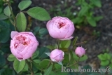 The Alnwick Rose