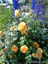 Crown Princess Margareta®