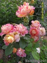 Rose des Cisterciens 