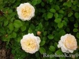 Crocus Rose® 