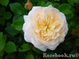 Crocus Rose® 