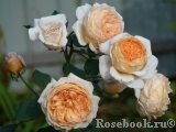 Crown Princess Margareta®