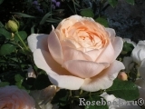 Ambridge Rose 