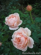 Ambridge Rose 