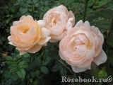 Ambridge Rose 