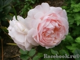 Ambridge Rose 