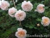 Crocus Rose® 