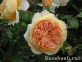 Crown Princess Margareta®