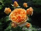 Crown Princess Margareta®