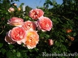 Abraham Darby