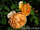 Crown Princess Margareta®