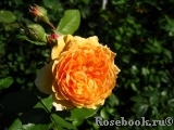 Crown Princess Margareta®