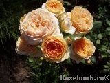 Crown Princess Margareta®