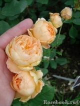 Crown Princess Margareta®