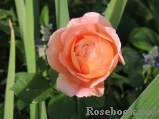 Abraham Darby