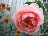 Abraham Darby