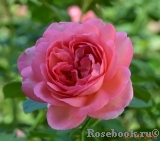 La Rose de Molinard ®