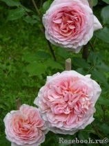 Abraham Darby